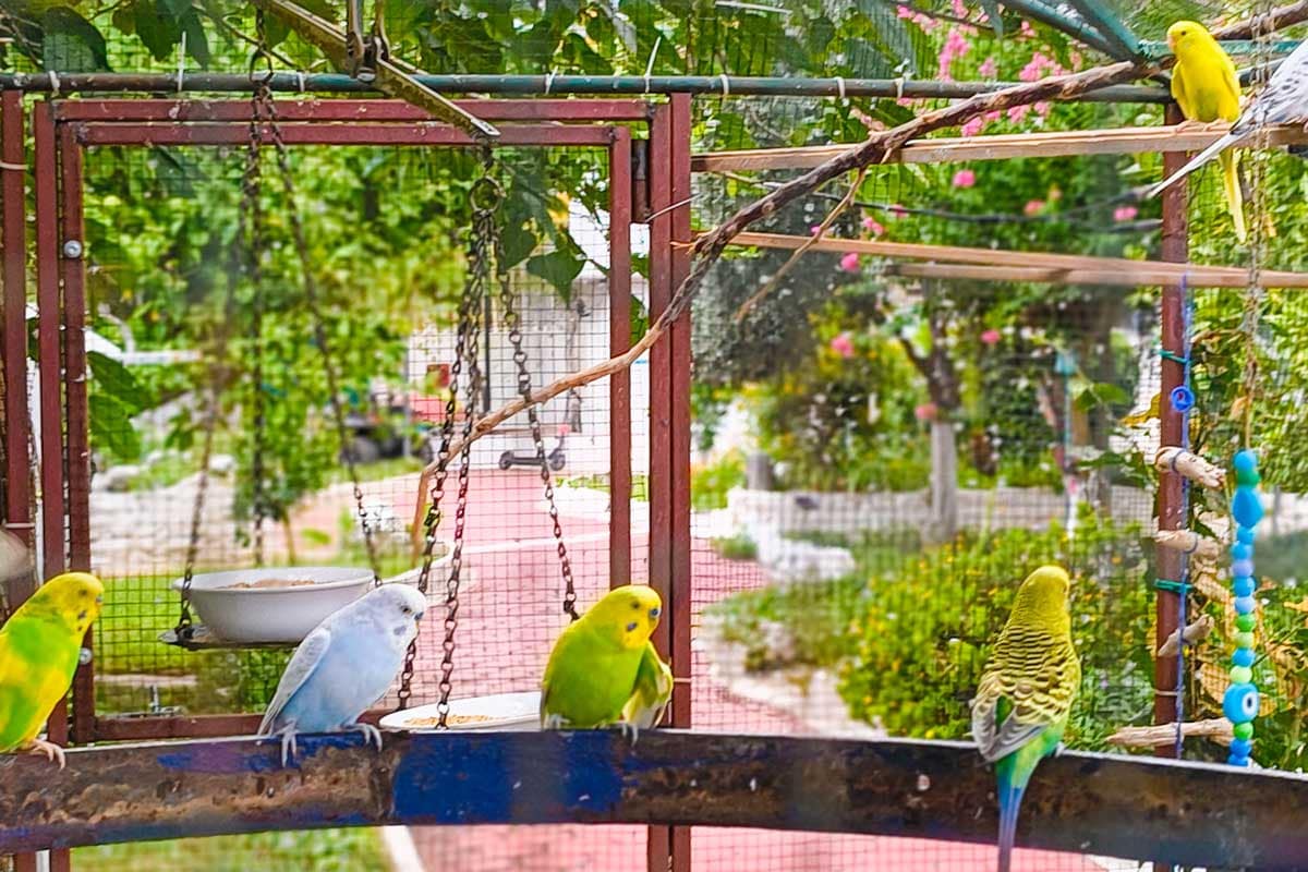 birds Colorful budgerigars perched inside a garden aviary, including bright yellow, green, and pale blue birds. Behind the enclosure, the background shows greenery, flowering plants, and a red stone pathway, creating a lively and natural setting.